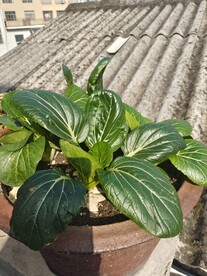 白菜