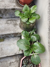 种白菜