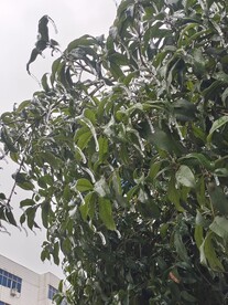 寒冰树 冰桂树