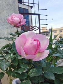 鲜花