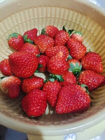 草莓