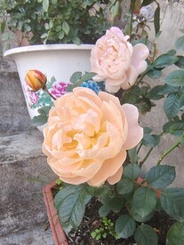果汁月季花