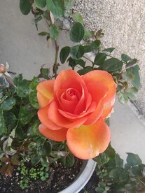 月季花