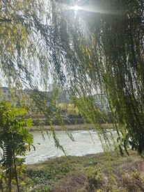 阳光下的柳树
