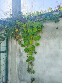 墙角绿枝