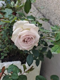 白色月季花