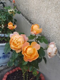 月季花瓣