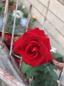 红月季花