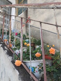铁栏杆月季花