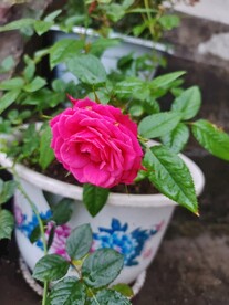 月季花