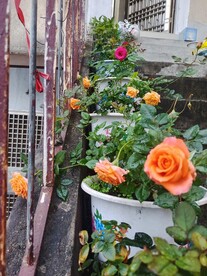 种月季