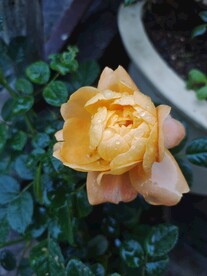 花鲜花