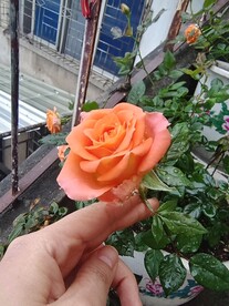 月季花