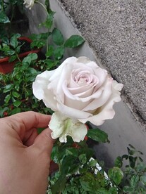 白玫瑰花