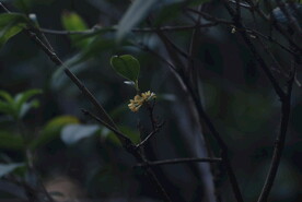桂花