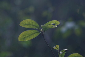 桂花