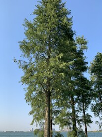 杉树