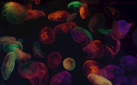 水母
