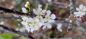 李子花
