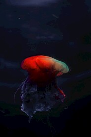 荧光水母