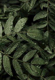 雨中绿叶