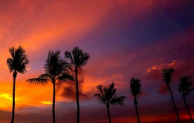 椰子树