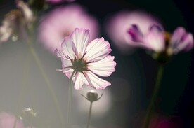 格桑花