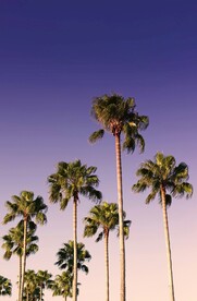 椰子树