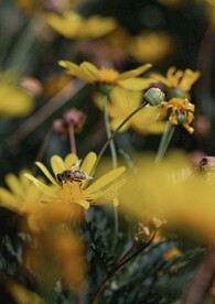 菊花和蜜蜂