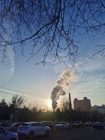 树枝