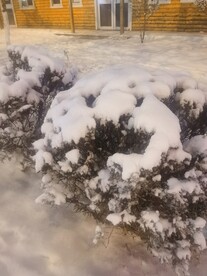 雪景