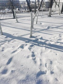 雪景