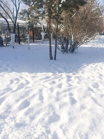 雪景