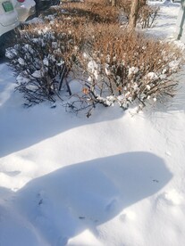  雪景