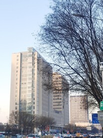 树枝
