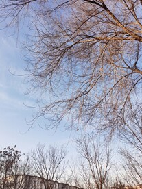 树枝