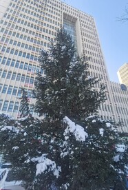 雪松