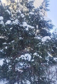 雪松