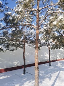 雪松