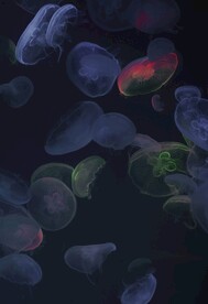 水母
