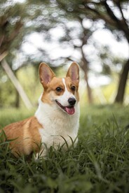 狗狗