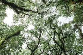 仰拍树荫