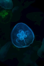 水母