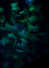 水母