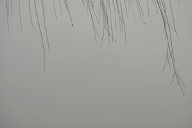 柳树枝条