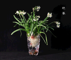 迎春