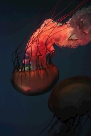 水母