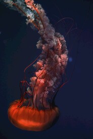 水母