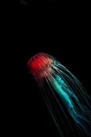 水母