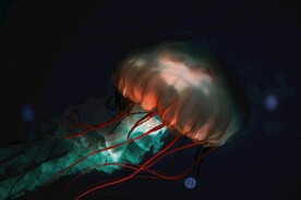 水母